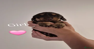 Cocker Spaniel dogs - Advert 8