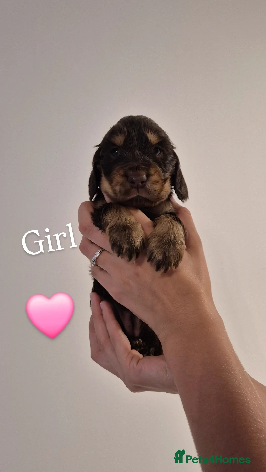 Cocker Spaniel dogs for sale: Kc show cocker spaniel puppies - Image 13