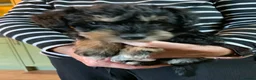 Schnoodle dogs for sale: Happy confident Schnoodle puppies  - Advert 26