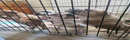 Shar Pei dogs for sale: Shar pei X Frenchie  - Advert 5