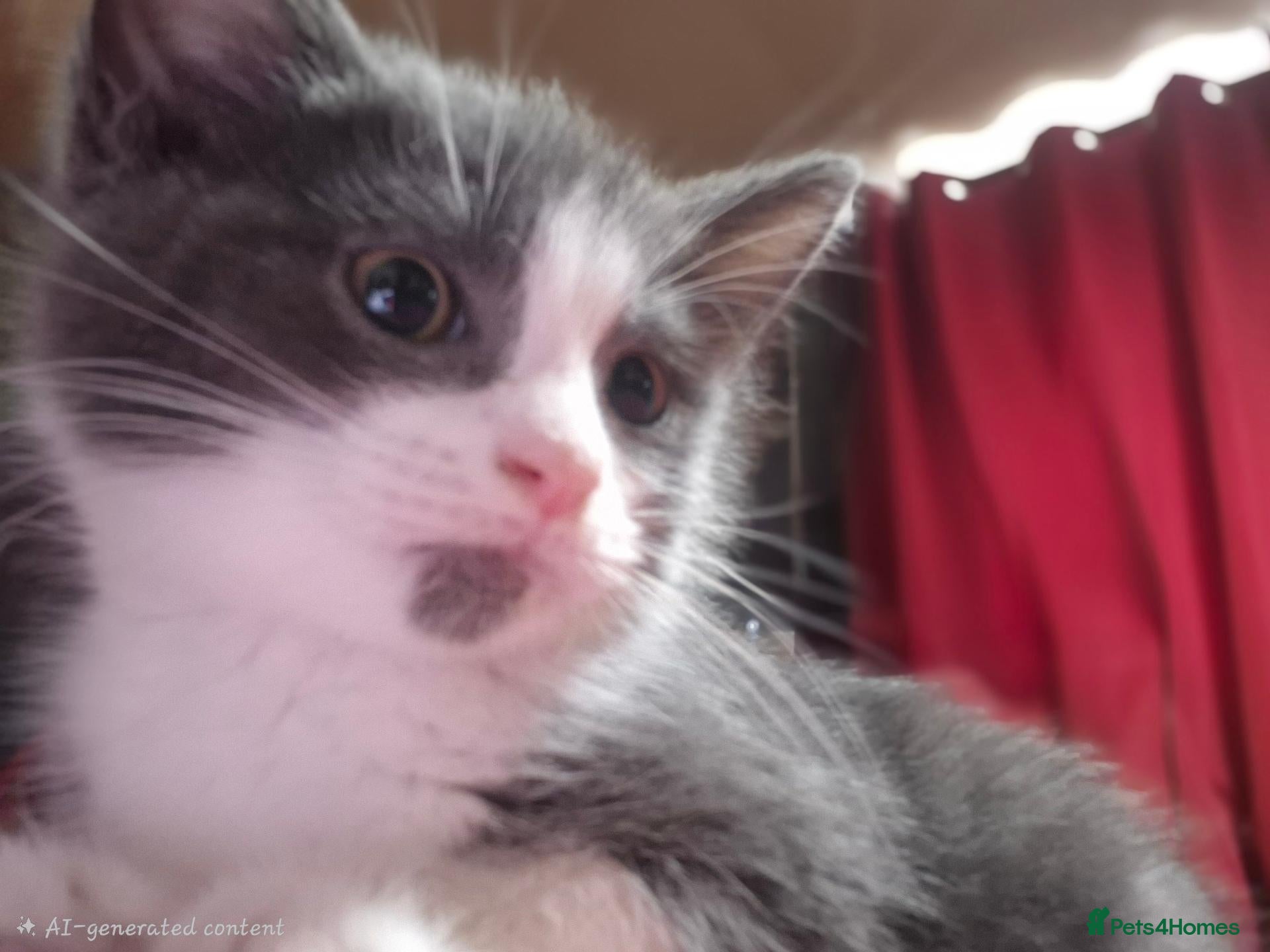 Mixed Breed cats 1 Female Russian Blue X kitten Left  - Advert 2