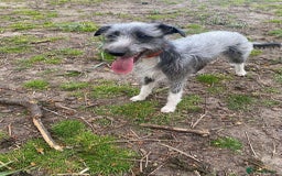 Whippet dogs for stud: Bedlington Whippet Stud - Image 1