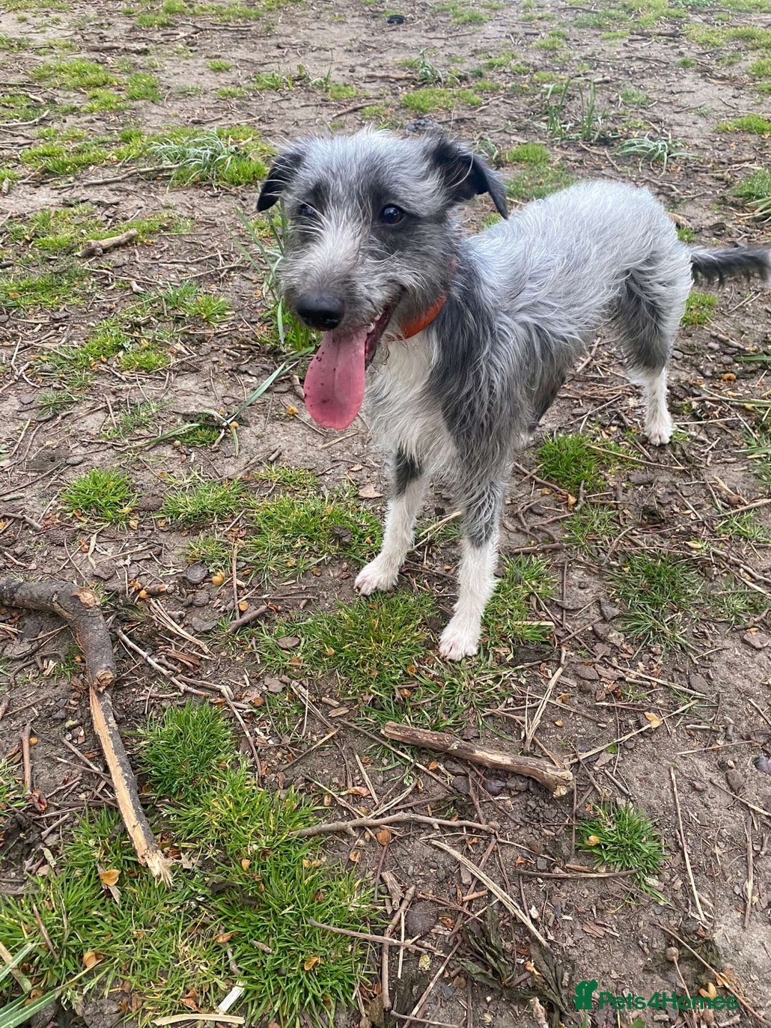Whippet dogs for stud: Bedlington Whippet Stud - Image 1