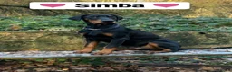 Dobermann dogs for sale: Champion and working lines KC Doberman litter - Advert 20