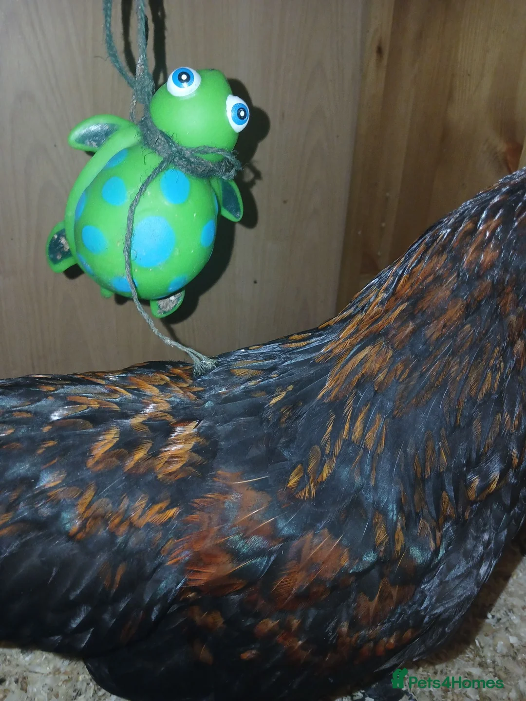 Chickens poultry for sale: chickens need rehousing one female and one male  in Worksop - Advert 4