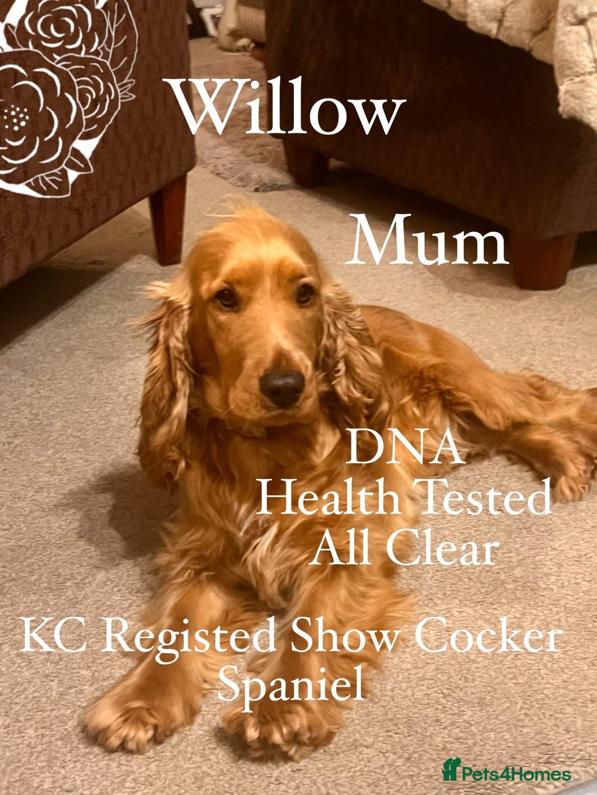 Cockapoo dogs F1 Cockapoo Puppies - Advert 2