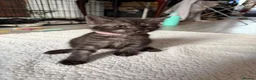 Mixed Breed cats for sale: Half MAINE COON x Domestic Cat - Advert 14