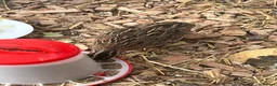 Quail poultry for sale: Male coturnix quail in Leeds - Advert 4