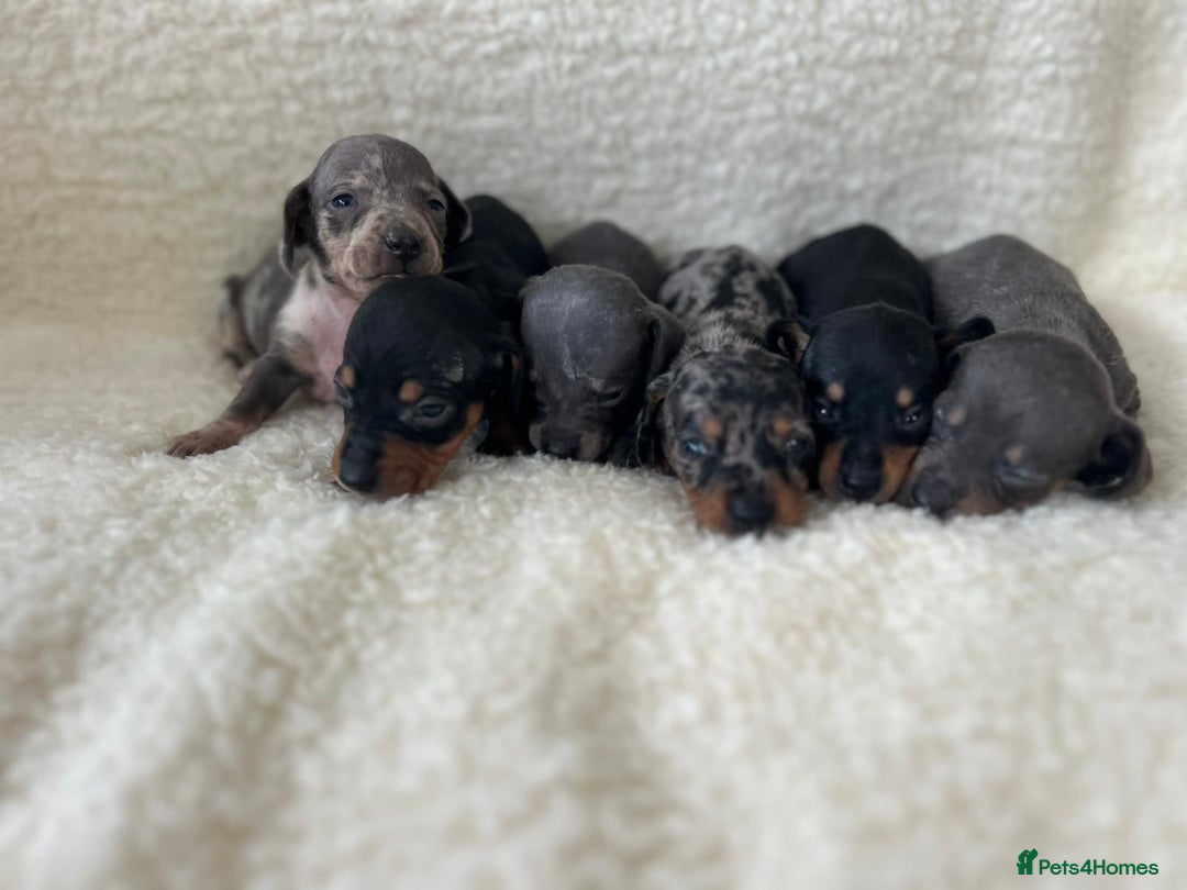Miniature Dachshund dogs for sale: Miniature dachshunds  - Image 4