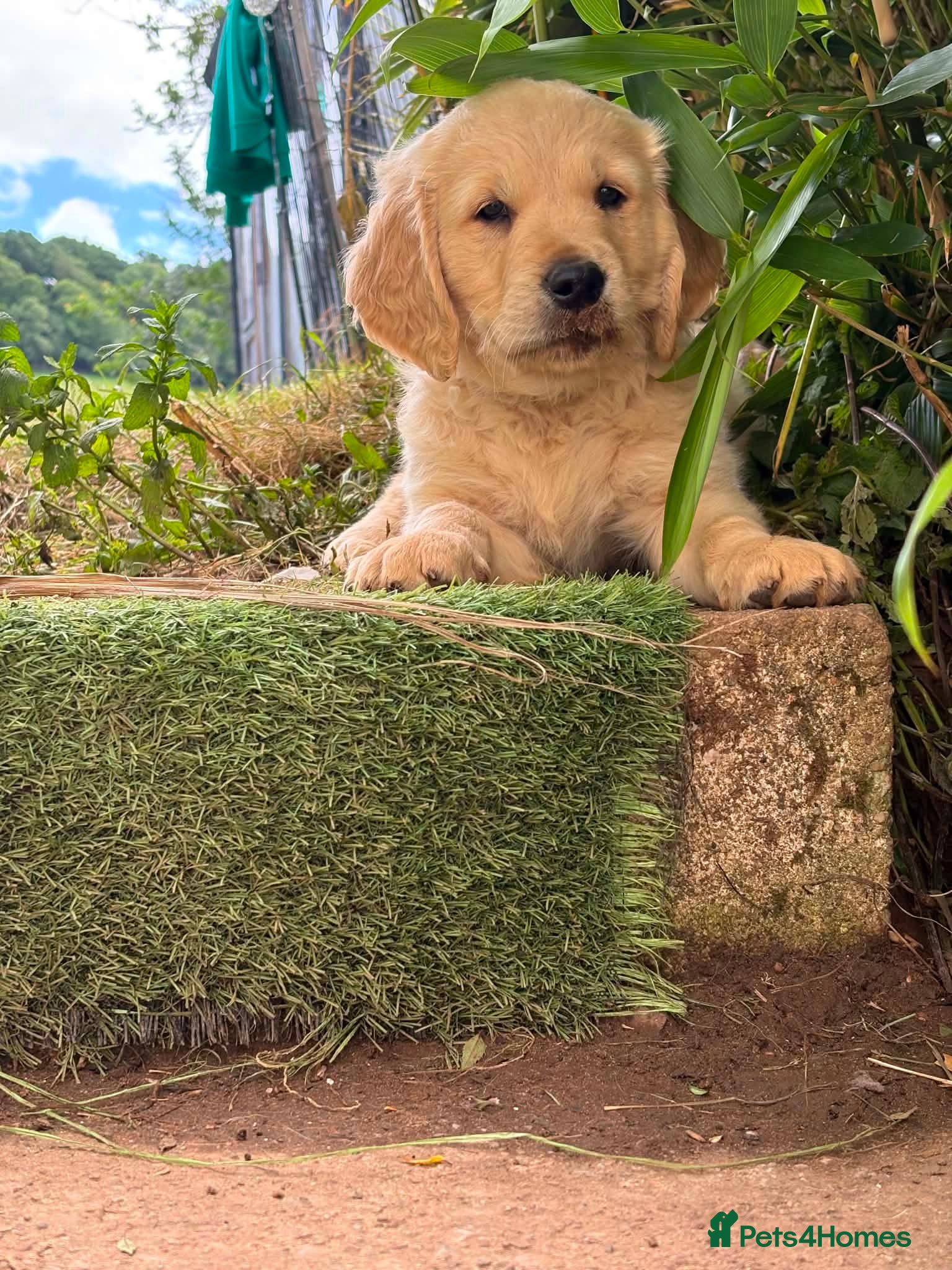 Goldador dogs Two beautiful golden doors ready for new homes - Advert 1