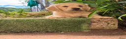 Goldador dogs for sale: Two beautiful golden doors ready for new homes - Advert 1