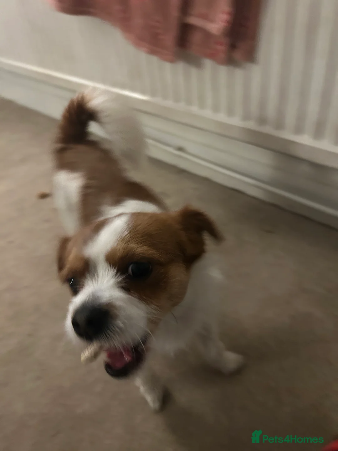 Chorkie dogs for sale: Reggie the Chorkie - Advert 3