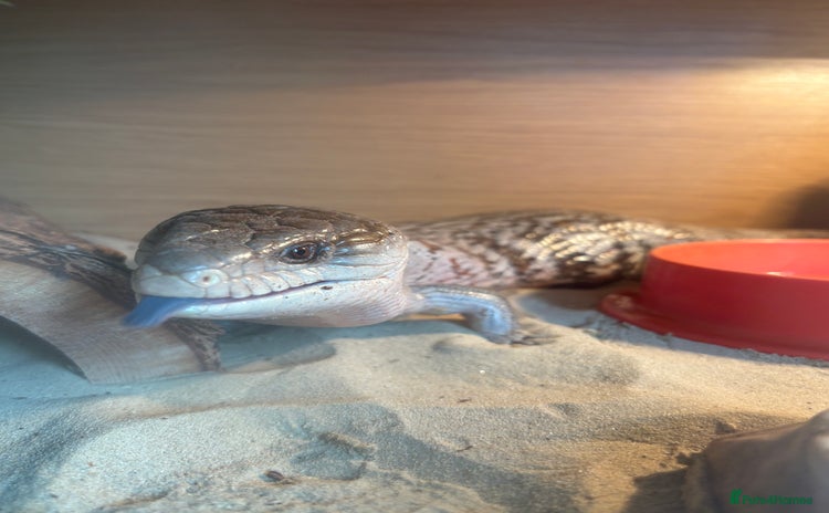 Skink reptiles - Advert 1