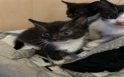 Mixed Breed cats for sale: Tuxedo kittens for sale - Image 2