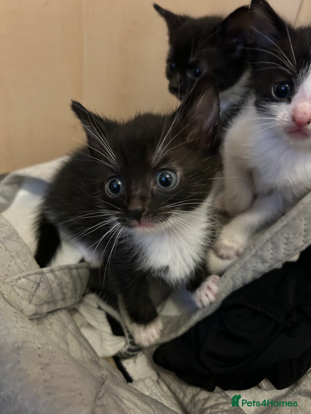 Mixed Breed cats for sale: Tuxedo kittens for sale - Image 2