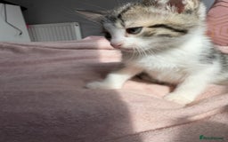 British Shorthair cats for sale: 2 male kittens for sale - Image 6