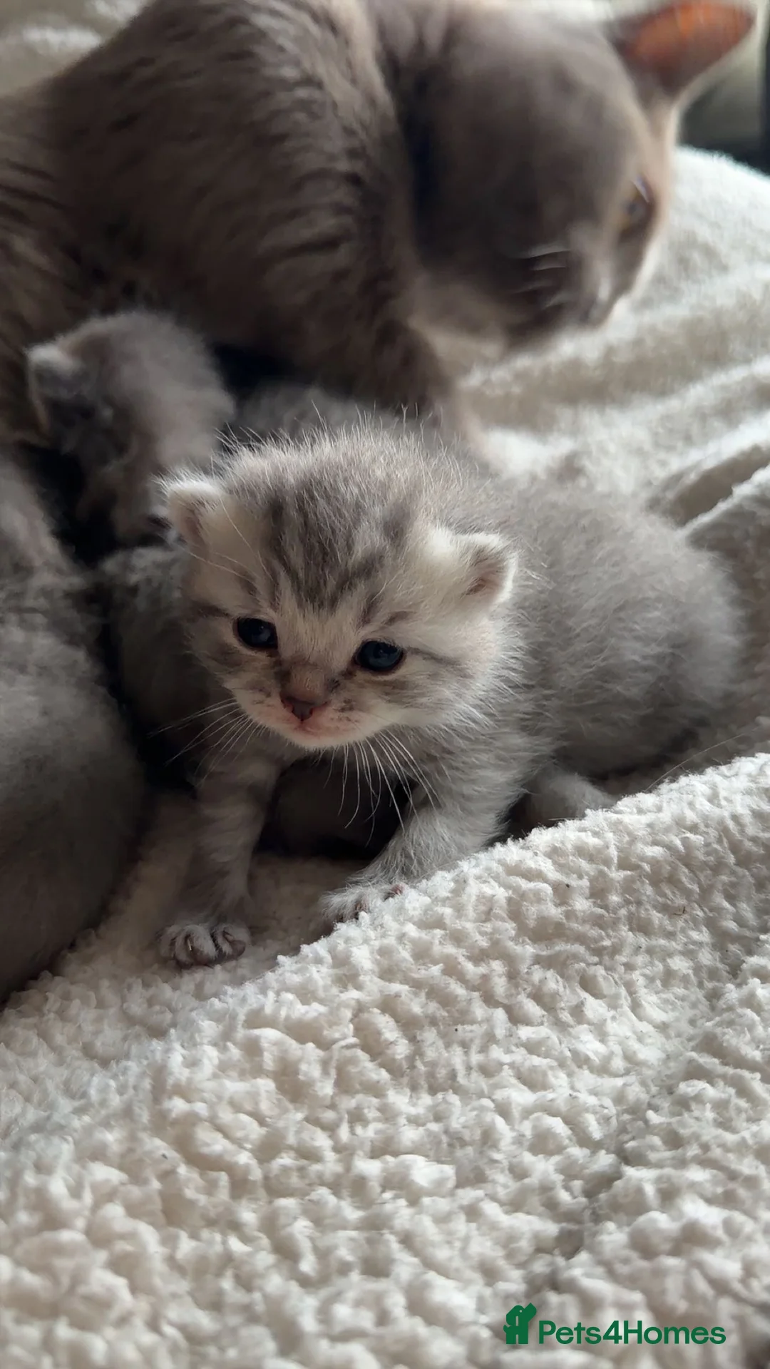 British Shorthair cats for sale: British shorthair kittens - Advert 3