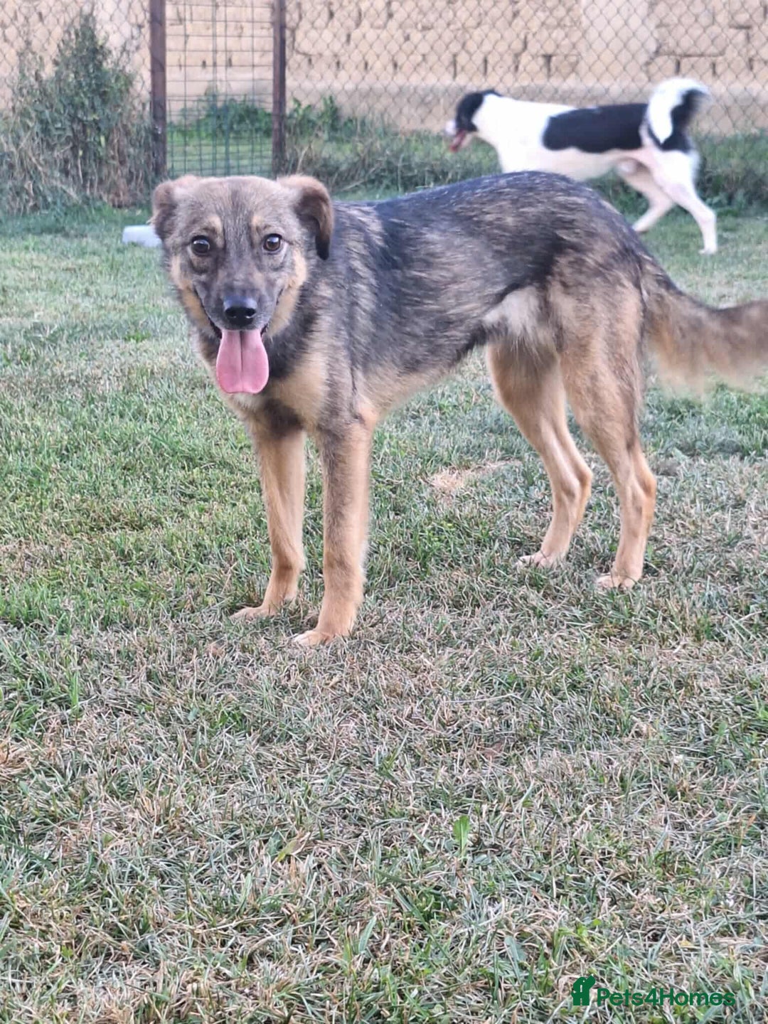 Mixed Breed dogs for adoption: Marvellous Margot for Adoption!  - Advert 3