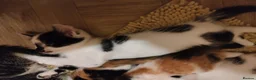 Mixed Breed cats for sale: Beautiful kittens looking for forever homes  - Advert 24