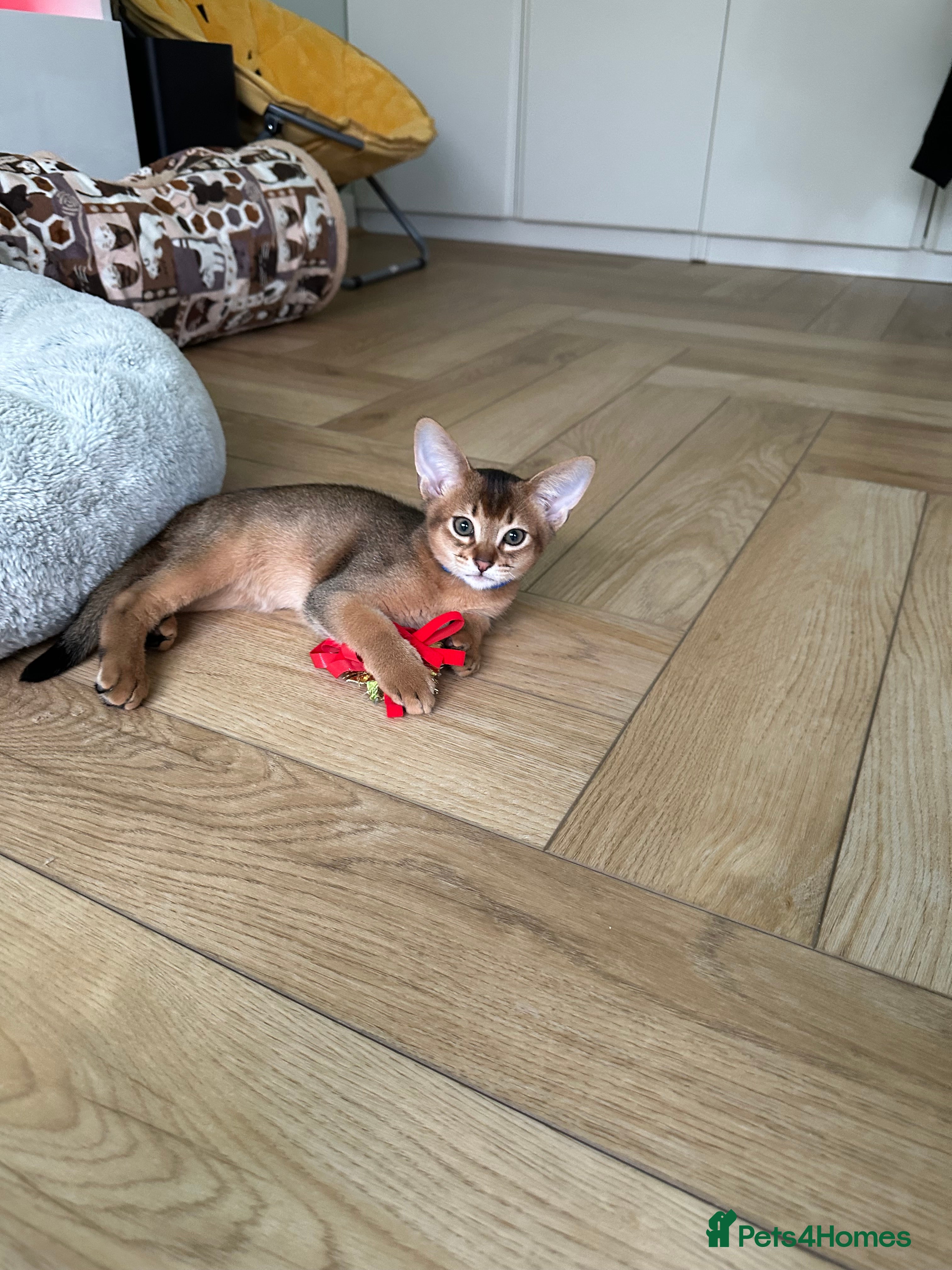 Abyssinian cats Pedigree Abyssinian kittens  - Advert 6