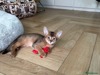 Abyssinian cats Pedigree Abyssinian kittens - Advert 5