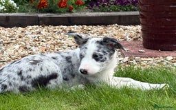 Welsh Collie dogs for sale: Stunning Collie Pups - Image 7
