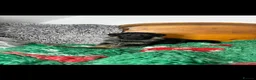 German Shepherd dogs for sale: 9 German shepherd puppies - Advert 22