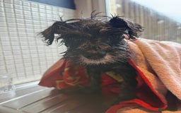 Miniature Schnauzer dogs for sale: Ready for our forever home’s miniature schnauzers  - Image 29