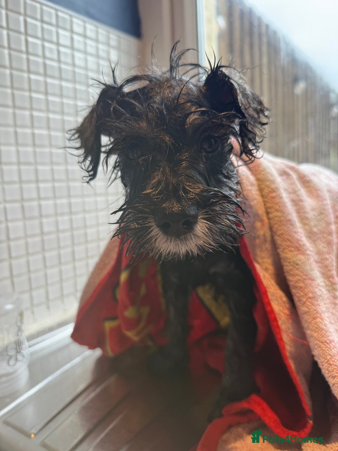 Miniature Schnauzer dogs for sale: Ready for our forever home’s miniature schnauzers  - Image 29