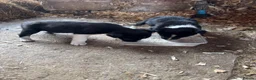 Border Collie dogs for sale: Border Collie  - Advert 5