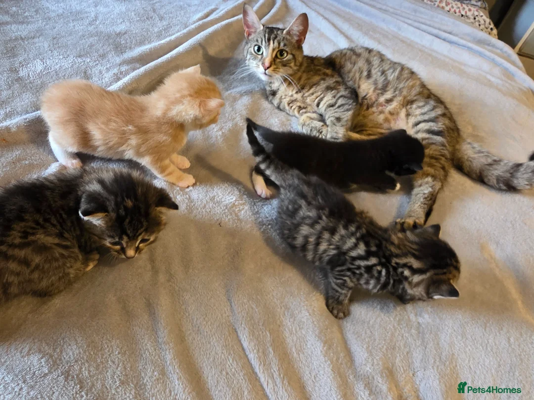 Mixed Breed cats for sale: 3 gorgeous kittens looking for their forever homes - Advert 11