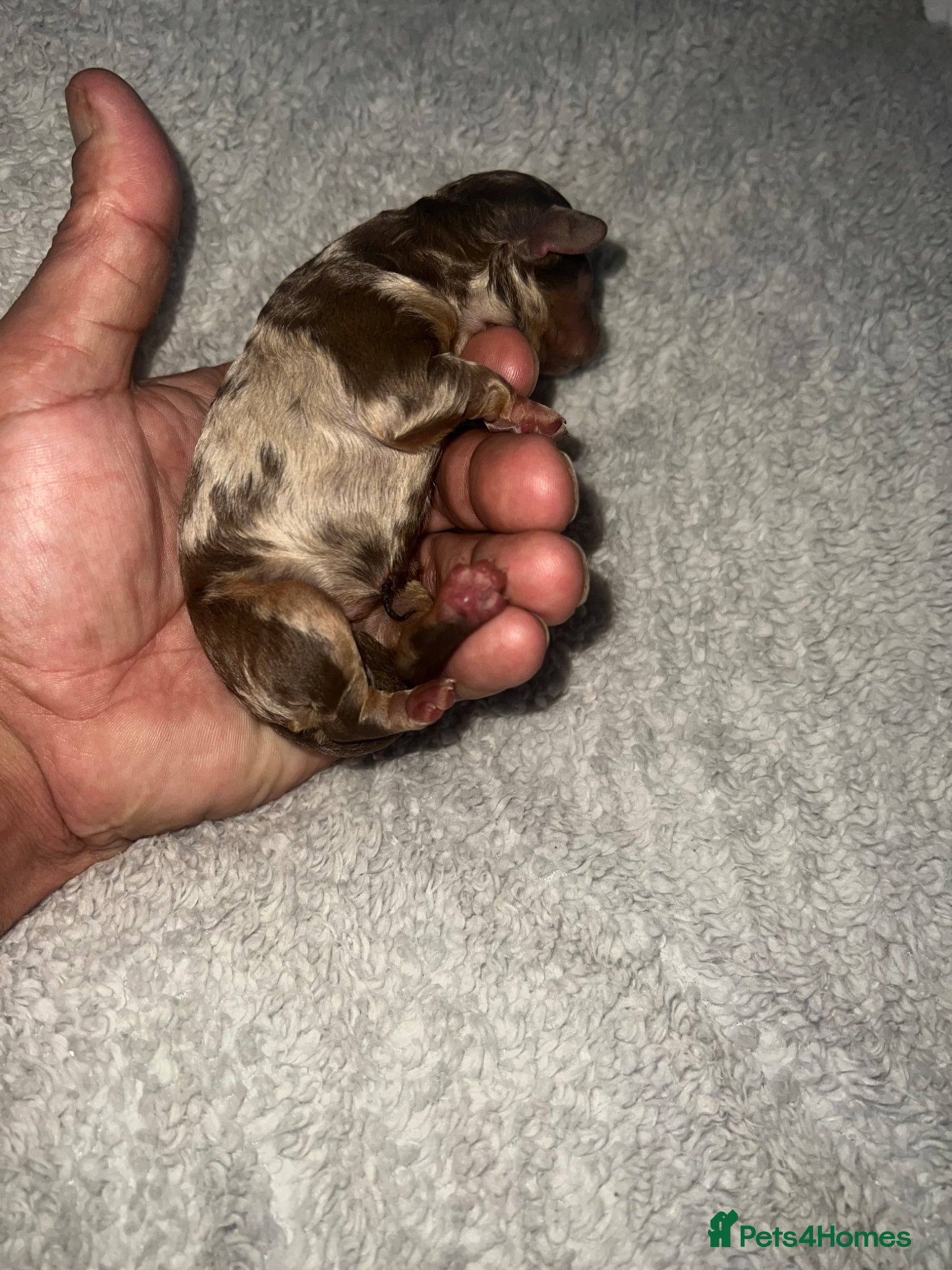 Cockapoo dogs Cockapoo puppies  - Advert 1