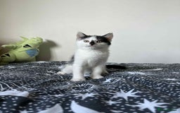 Mixed Breed cats for sale: Beautiful Male Kitten For Sale Last Of Litter - Image 5