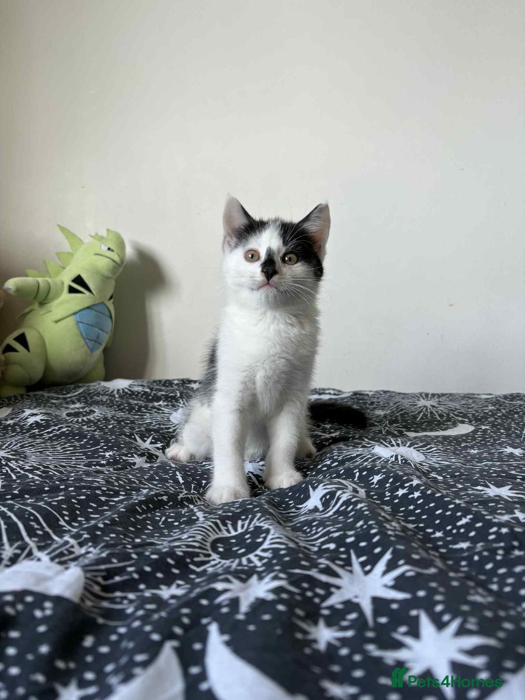Mixed Breed cats for sale: Beautiful Male Kitten For Sale Last Of Litter - Image 5