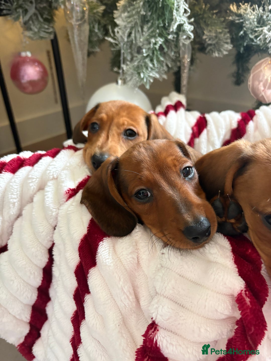 Dachshund dogs for sale: Beautiful dachshunds ready to leave now - Advert 11