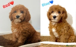 Cockapoo dogs for sale: Only 1 left - Handsome male Red F1B Cockapoo - Image 7