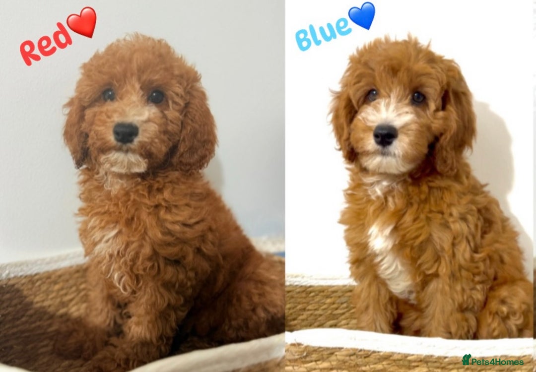 Cockapoo dogs for sale: Only 1 left - Handsome male Red F1B Cockapoo - Image 7