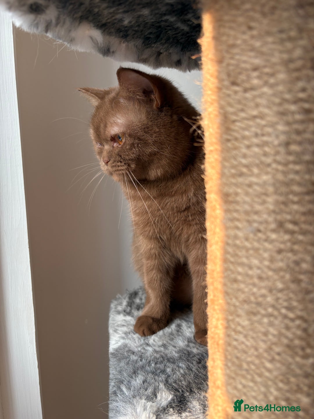 British Shorthair cats for sale: GCCF Active Registered Cinnamon British shorthair  - Advert 4