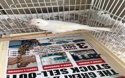 Canaries birds for sale: Canaries  - Image 7
