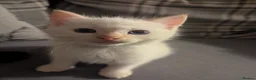 Ragamese cats for sale: Beautiful ragamese boy blue  - Advert 2
