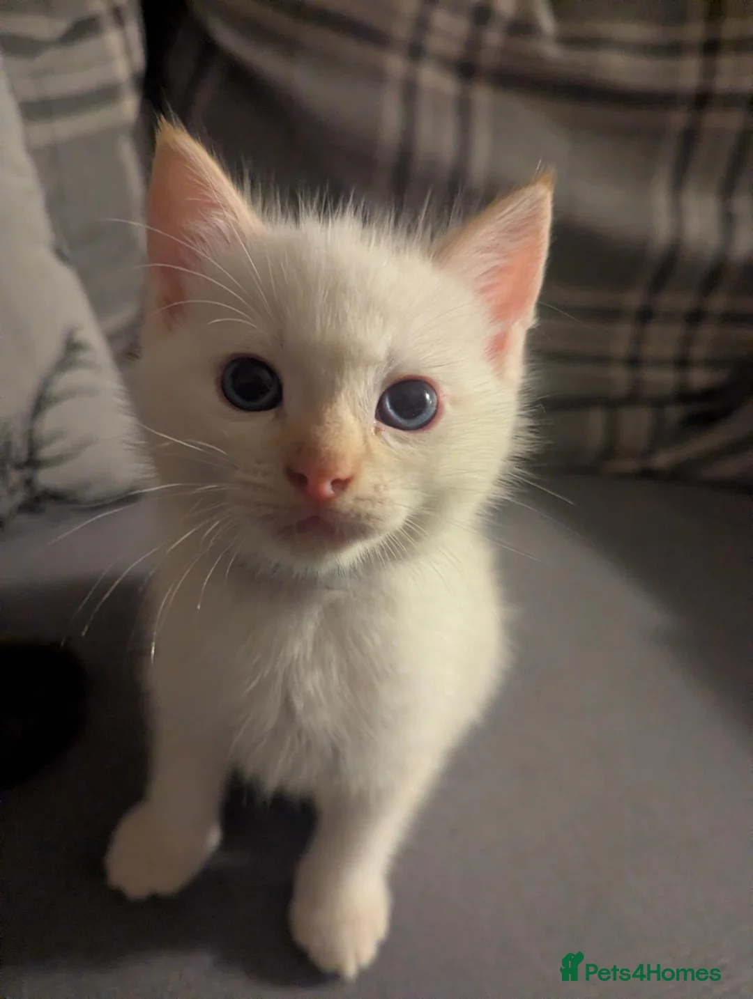Ragamese cats for sale: Beautiful ragamese boy blue  - Advert 2