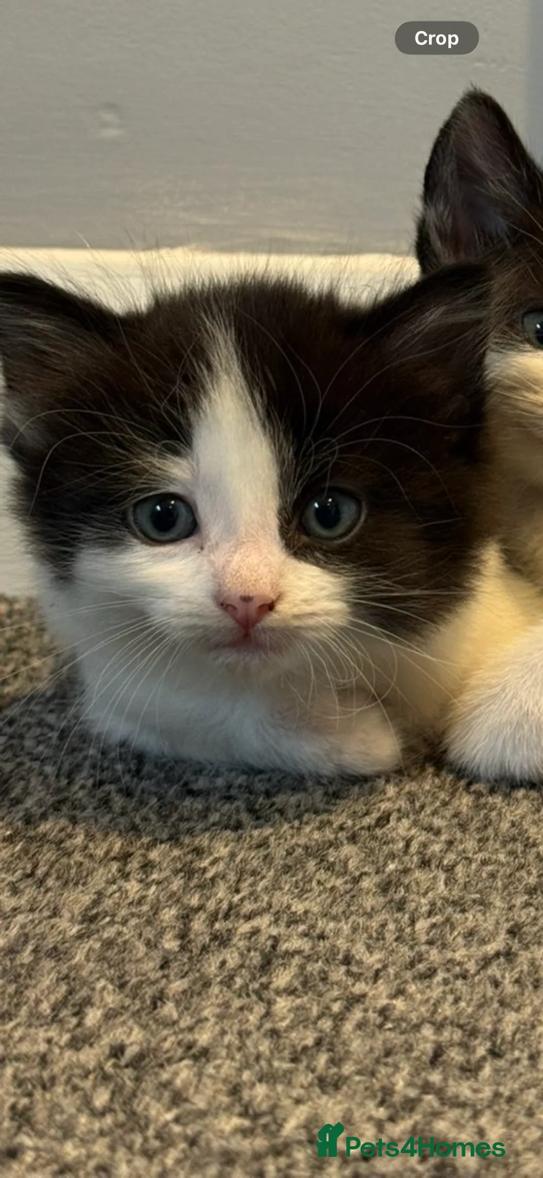 Mixed Breed cats for sale: Beautiful kittens - Advert 1