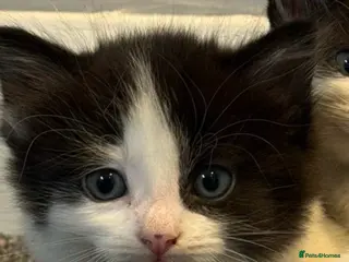 Mixed Breed cats Beautiful kittens - Advert 1