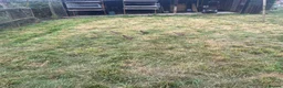 Quail poultry for sale: Bobwhite Quail - Advert 2
