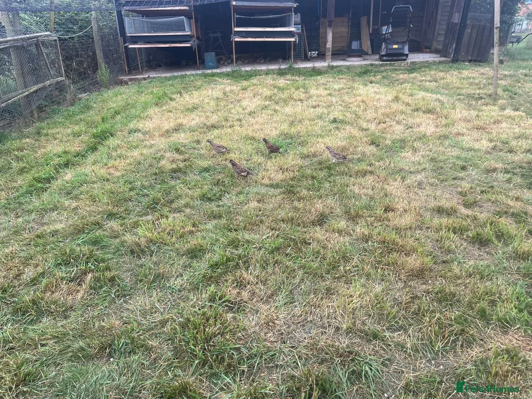 Quail poultry for sale: Bobwhite Quail - Advert 2
