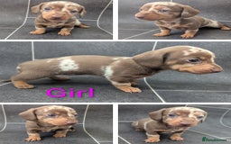 Miniature Dachshund dogs for sale: Beautiful mixture of chocolate and cream mini's - Image 4