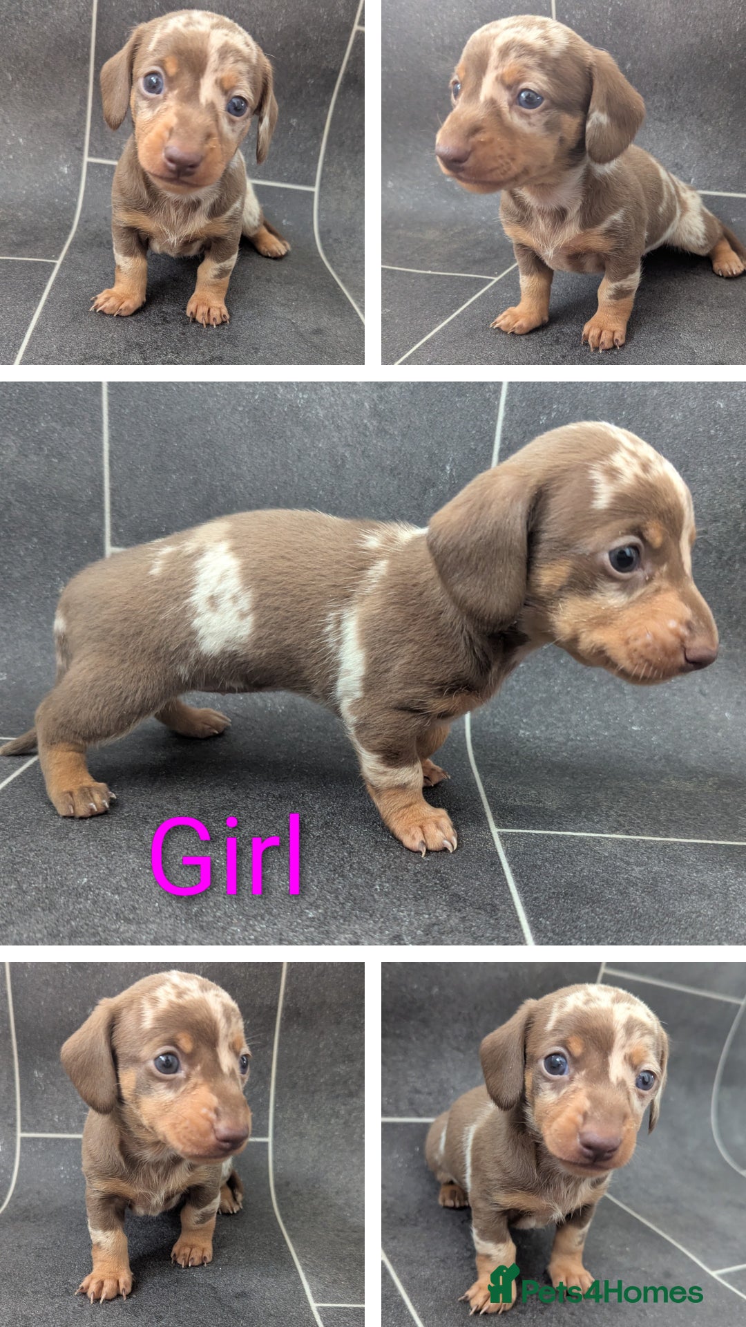 Miniature Dachshund dogs for sale: Beautiful mixture of chocolate and cream mini's - Image 4