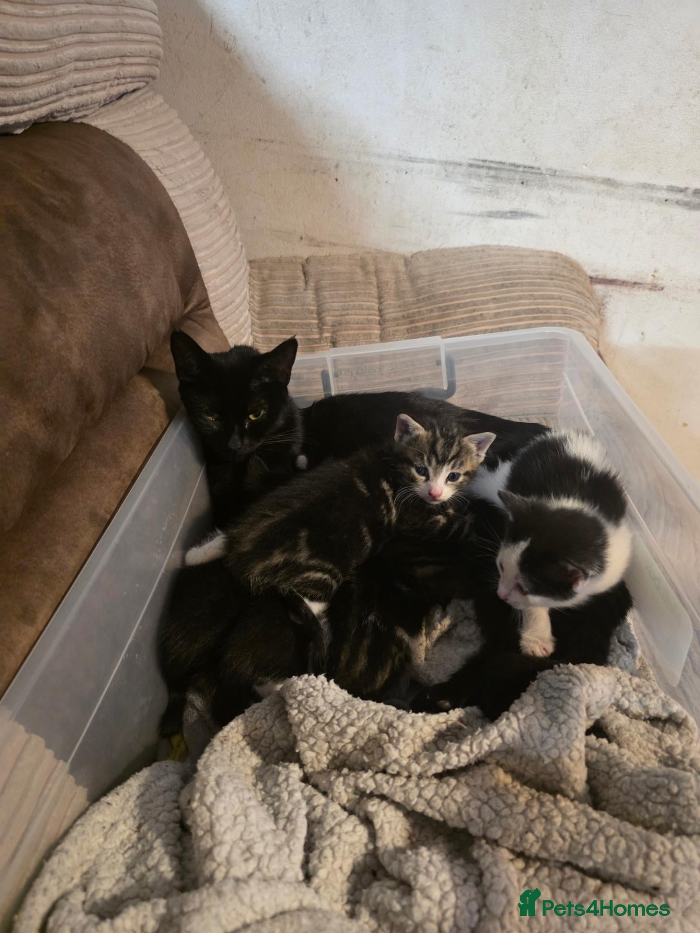 Mixed Breed cats 5 kittens female and males available now - Advert 1