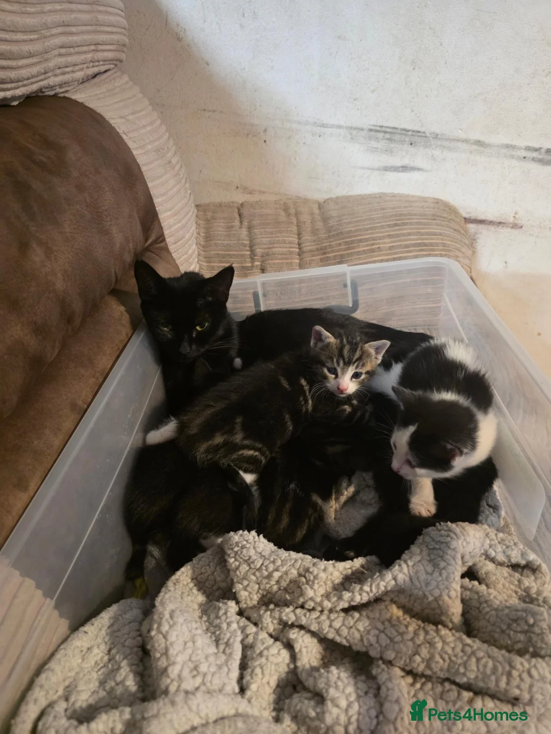 Mixed Breed cats for sale: 5 kittens female and males available now - Advert 1