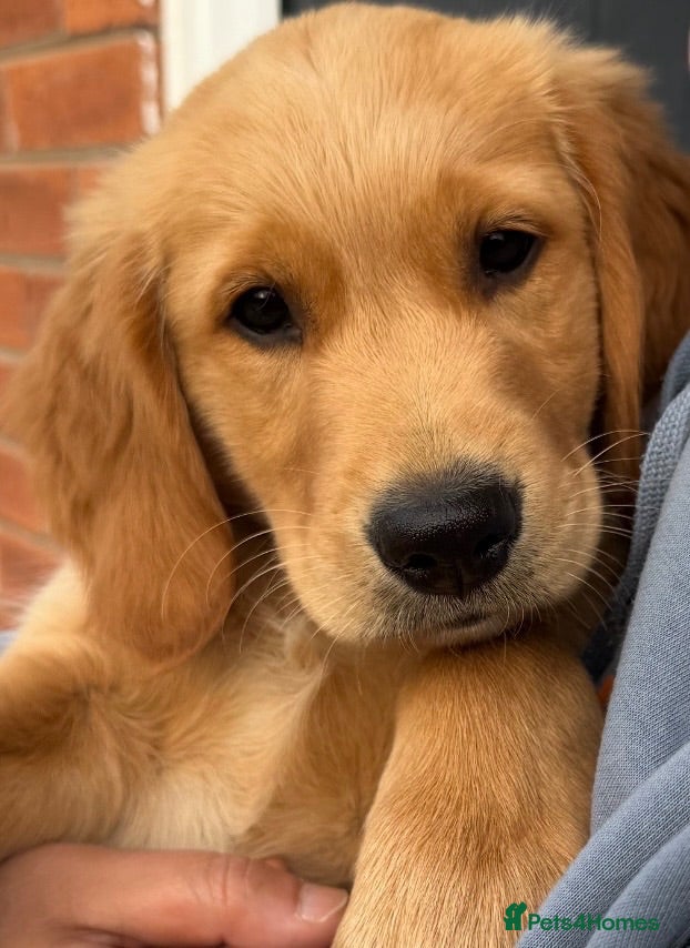 Golden Retriever dogs Gorgeous KC reg working golden retrievers  - Advert 8